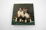 Rainbow Fabrics GB: Boxers